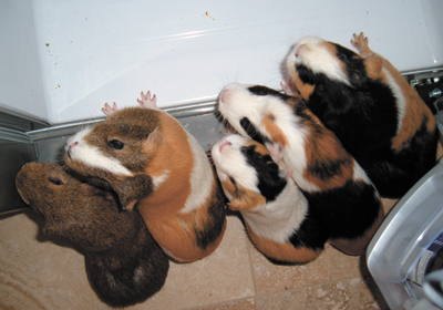 guinea pigs